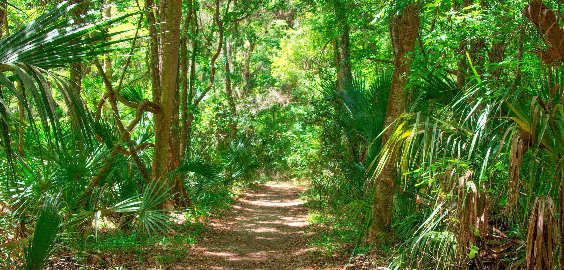 Sendero Natural en Florida Sendero Natural en Florida